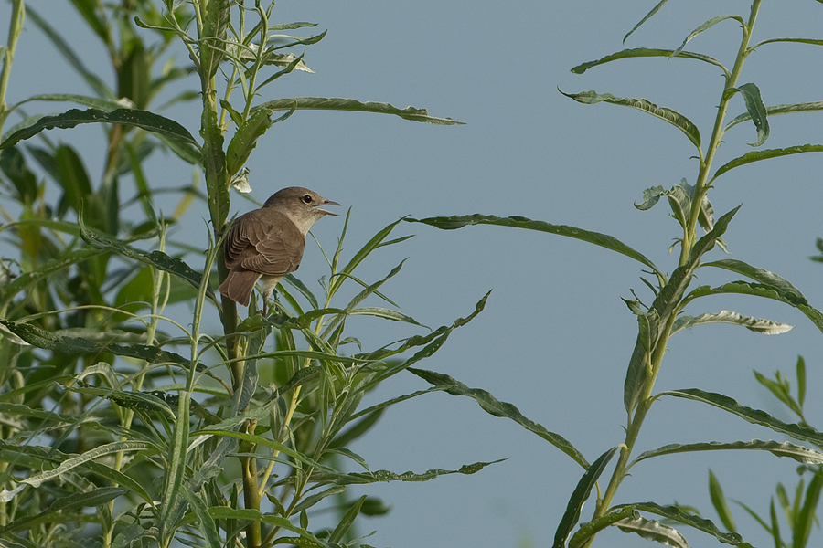 Acrocephalus palustris Bosrietzanger Marsh Warbler